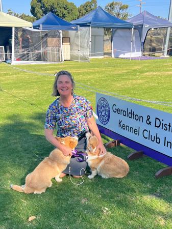 Welsh Corgi (Pembroke) for sale by CORGWN