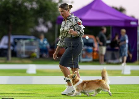 Welsh Corgi (Pembroke) for sale by CORGWN