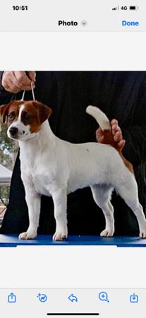 Jack Russell Terrier for sale by CHASWYCK