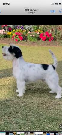 Jack Russell Terrier for sale by CHASWYCK