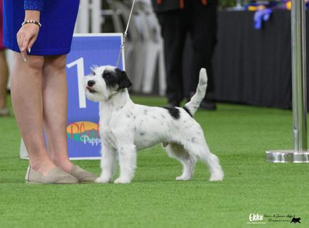 Jack Russell Terrier for sale by CHASWYCK