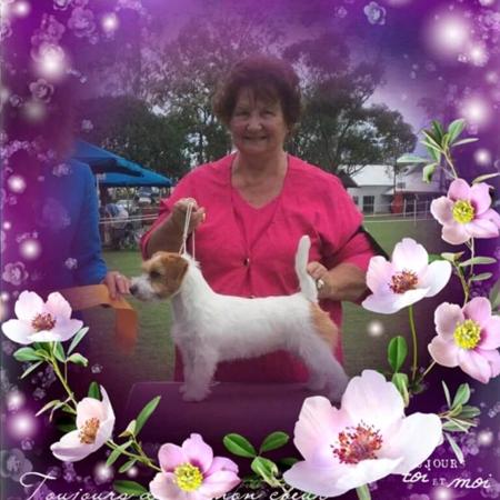 Jack Russell Terrier for sale by CHASWYCK