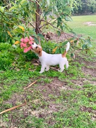 Jack Russell Terrier for sale by CHASWYCK
