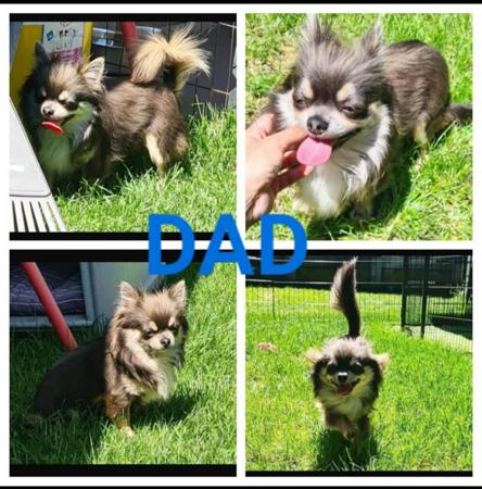 Chihuahua (Smooth Coat) for sale by VONEVEREST