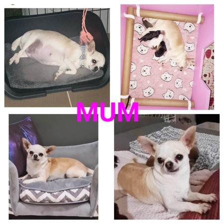 Chihuahua (Smooth Coat) for sale by VONEVEREST