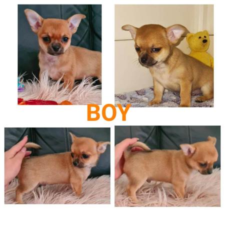 Chihuahua (Smooth Coat) for sale by VONEVEREST