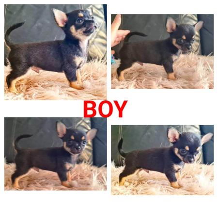 Chihuahua (Smooth Coat) for sale by VONEVEREST