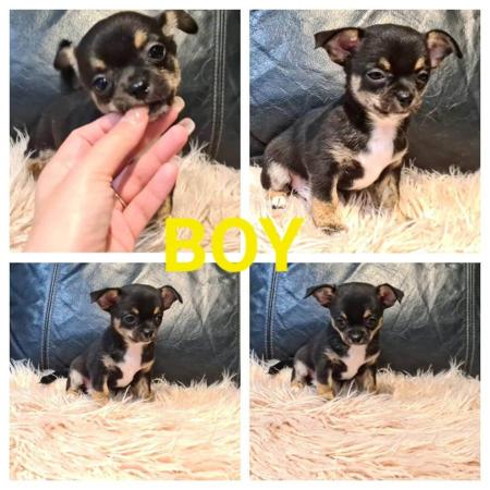Chihuahua (Smooth Coat) for sale by VONEVEREST