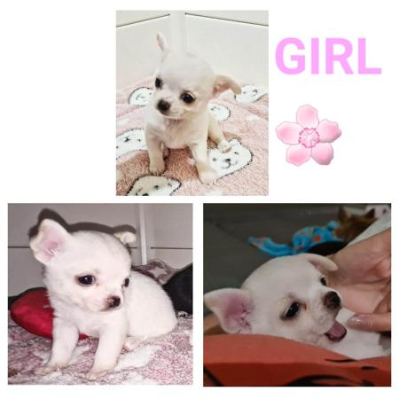 Chihuahua (Smooth Coat) for sale by VONEVEREST