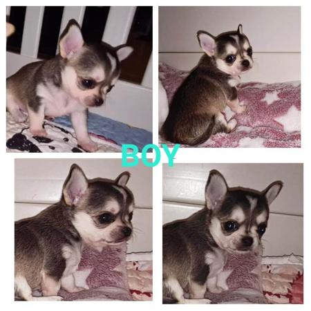 Chihuahua (Smooth Coat) for sale by VONEVEREST