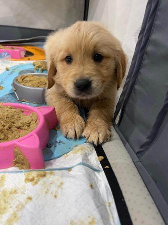 Golden Retriever for sale by LEVEEGOLD