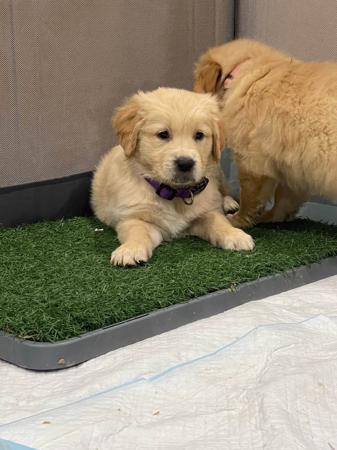 Golden Retriever for sale by LEVEEGOLD