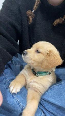 Golden Retriever for sale by LEVEEGOLD