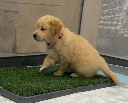 Golden Retriever for sale by LEVEEGOLD