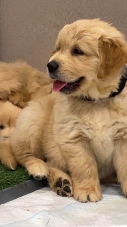 Golden Retriever for sale by LEVEEGOLD