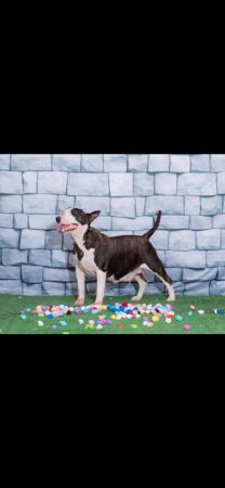 Bull Terrier for sale by WARRIORBULLS