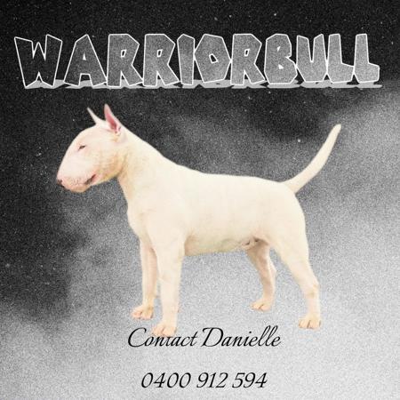 Bull Terrier for sale by WARRIORBULLS