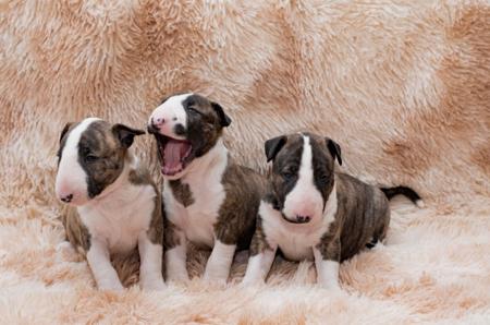 Bull Terrier for sale by WARRIORBULLS