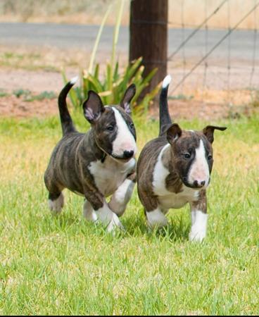 Bull Terrier for sale by WARRIORBULLS