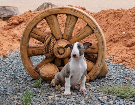 Bull Terrier for sale by WARRIORBULLS