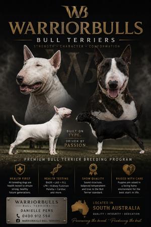 Bull Terrier for sale by WARRIORBULLS