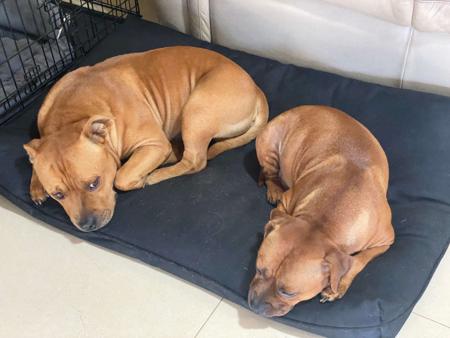 Staffordshire Bull Terrier for sale by CARAMELSTAFF