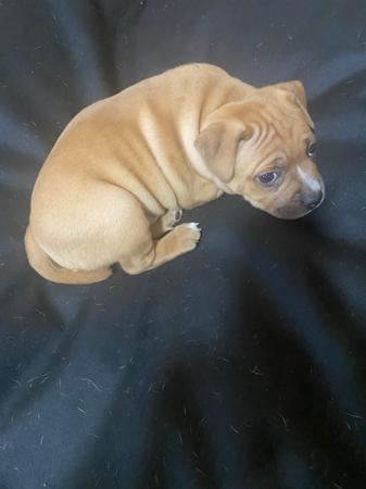 Staffordshire Bull Terrier for sale by CARAMELSTAFF