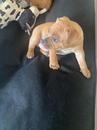 Staffordshire Bull Terrier for sale by CARAMELSTAFF