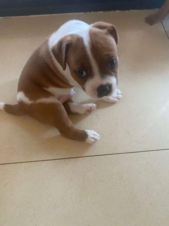 Staffordshire Bull Terrier for sale by CARAMELSTAFF