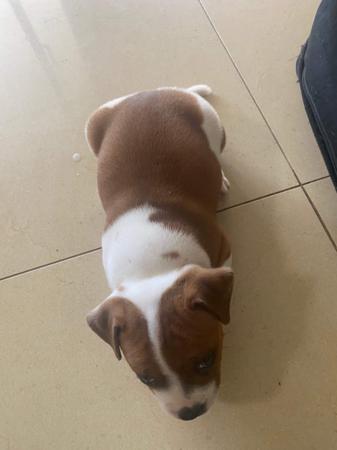 Staffordshire Bull Terrier for sale by CARAMELSTAFF