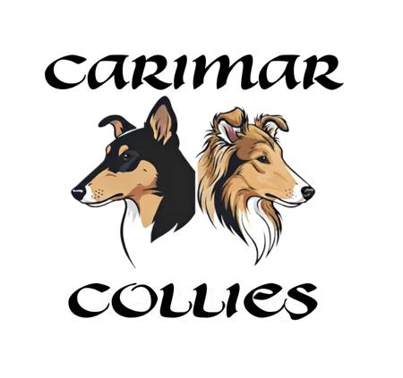 Collie (Smooth) for sale by CARIMAR