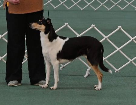 Collie (Smooth) for sale by CARIMAR