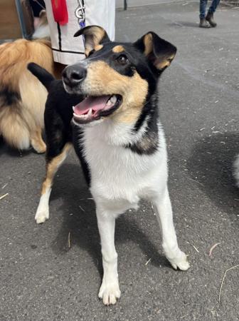 Collie (Smooth) for sale by CARIMAR