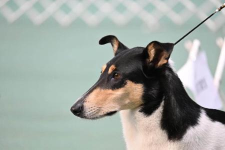 Collie (Smooth) for sale by CARIMAR