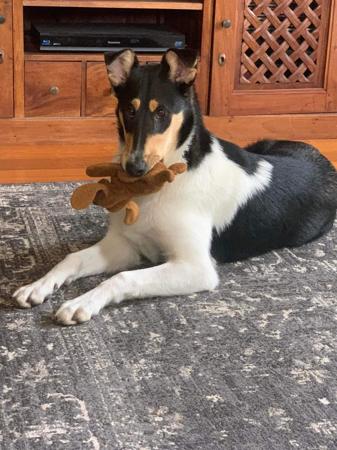 Collie (Smooth) for sale by CARIMAR