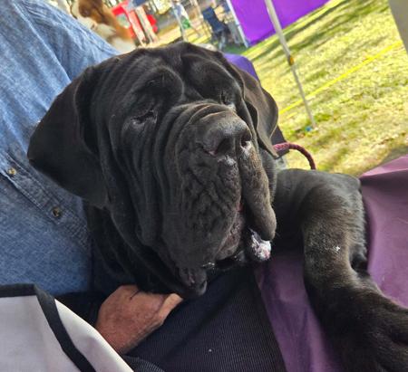 Polemistis Josie Neapolitan Mastiff