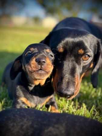 Dachshund (Miniature Smooth Haired) for sale by FLASHYDAX