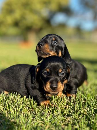 Dachshund (Miniature Smooth Haired) for sale by FLASHYDAX