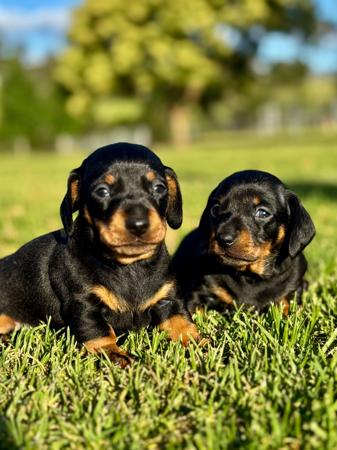 Dachshund (Miniature Smooth Haired) for sale by FLASHYDAX