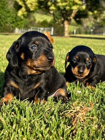 Dachshund (Miniature Smooth Haired) for sale by FLASHYDAX