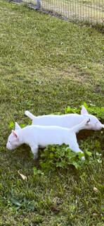 Bull Terrier for sale by WELLBORN