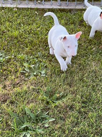 Bull Terrier for sale by WELLBORN