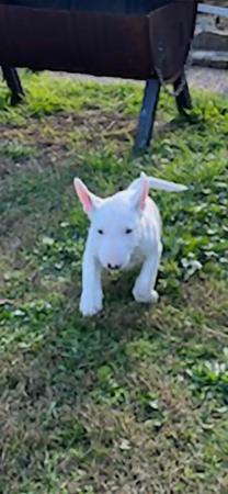Bull Terrier for sale by WELLBORN