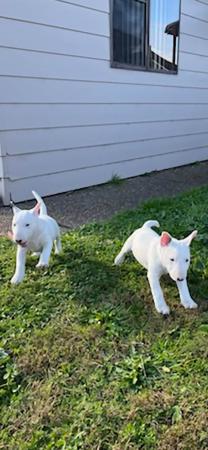 Bull Terrier for sale by HIGHBORN