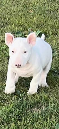 Bull Terrier for sale by WELLBORN