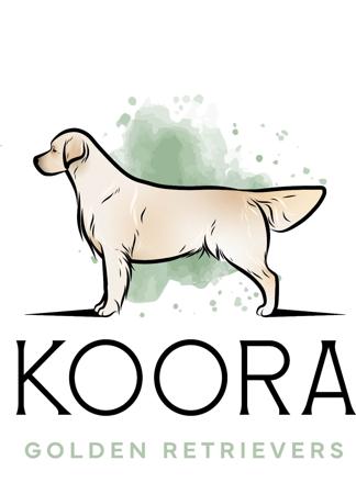 Golden Retriever for sale by KOORA