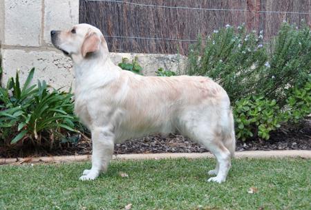 Golden Retriever for sale by KOORA