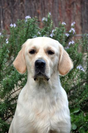 Golden Retriever for sale by KOORA