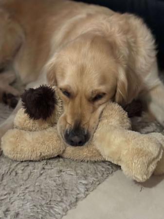 Golden Retriever for sale by KOORA