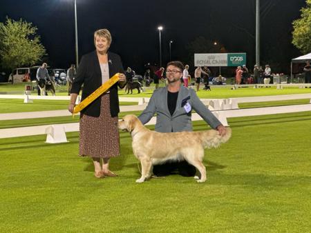 Golden Retriever for sale by KOORA